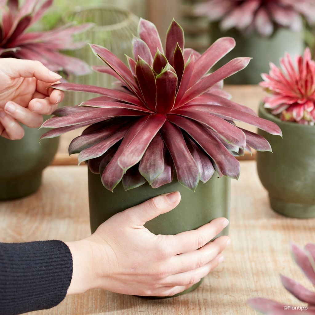 Sempervivum Emerald Explosion® - Houseleek