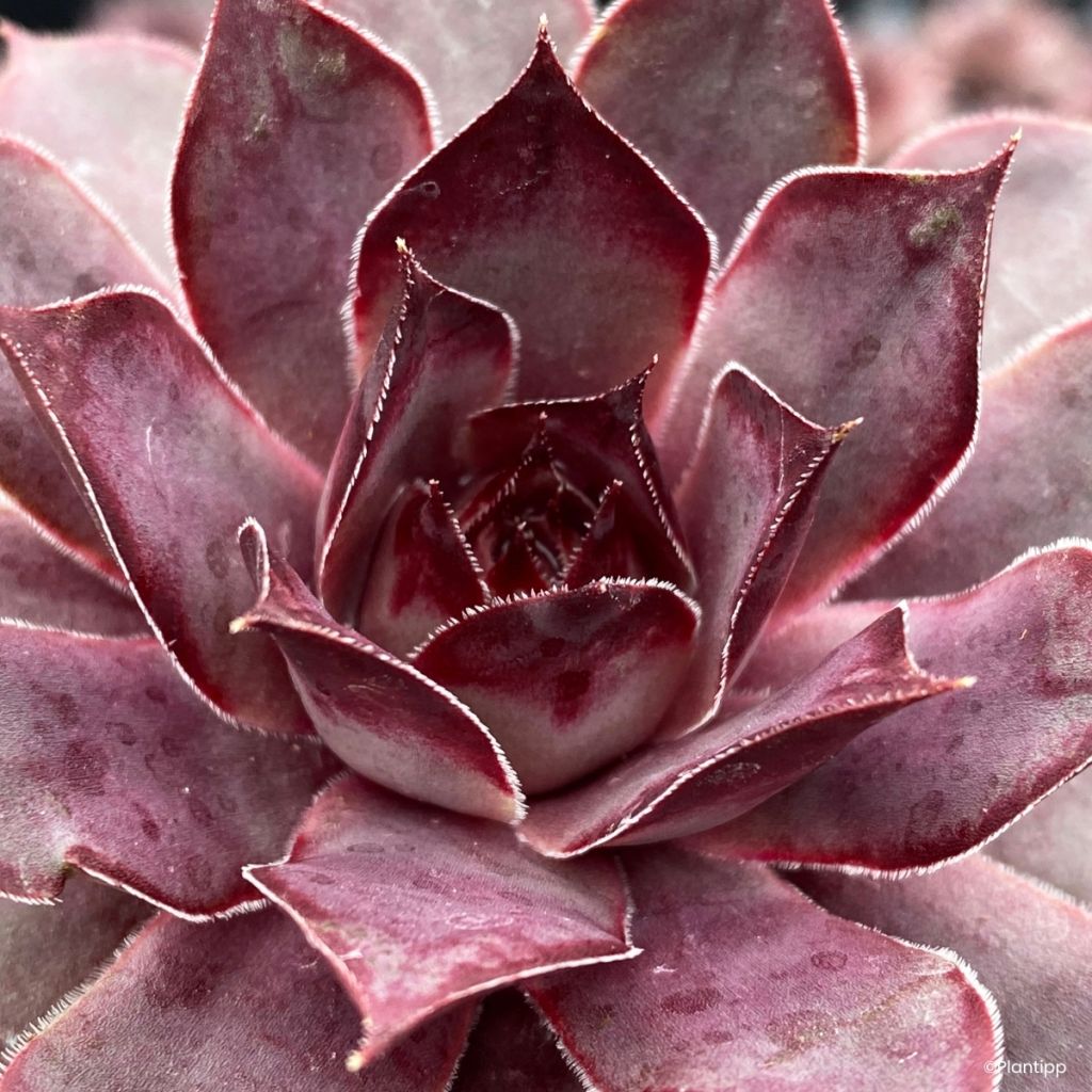 Sempervivum Chic Charms Grape Galaxy® - Houseleek