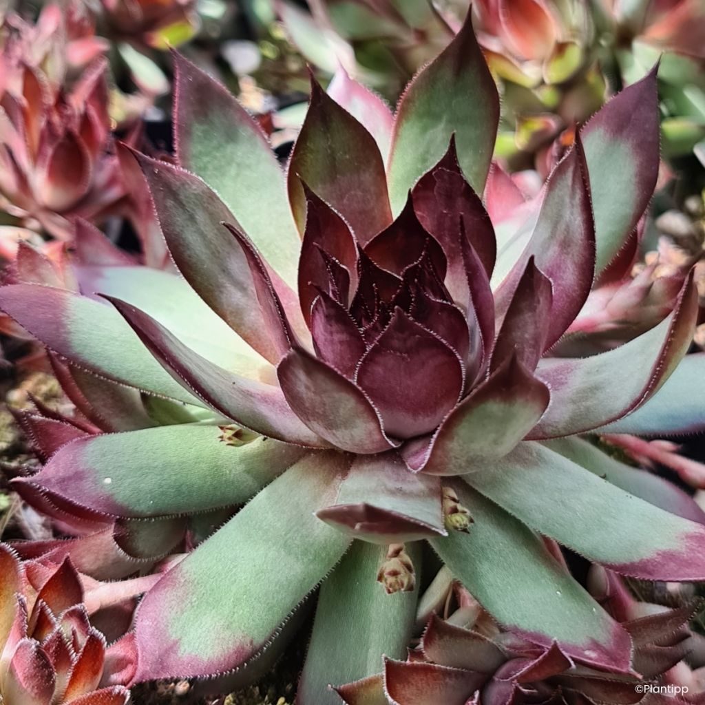 Sempervivum Chic Charms Grape Galaxy® - Houseleek