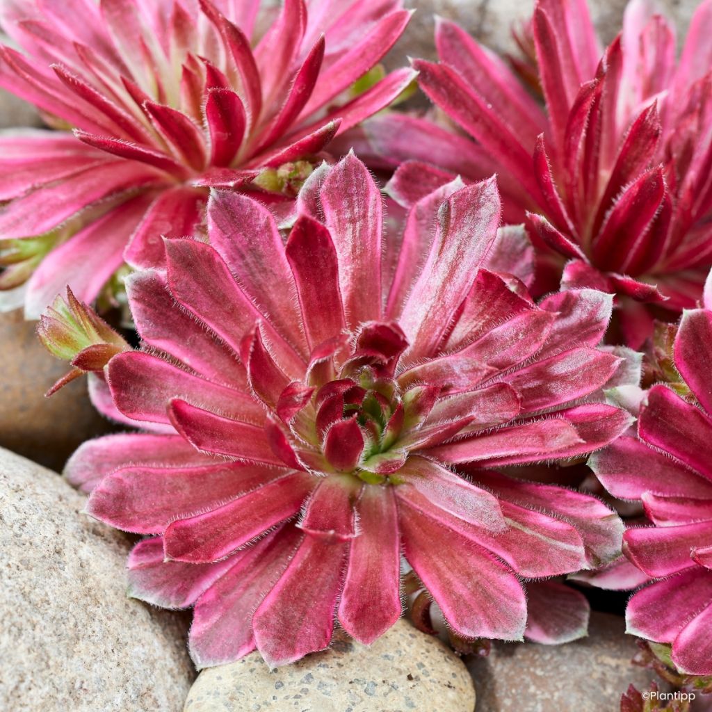 Sempervivum Chick Charms Lotus Blossom ® - Houseleek