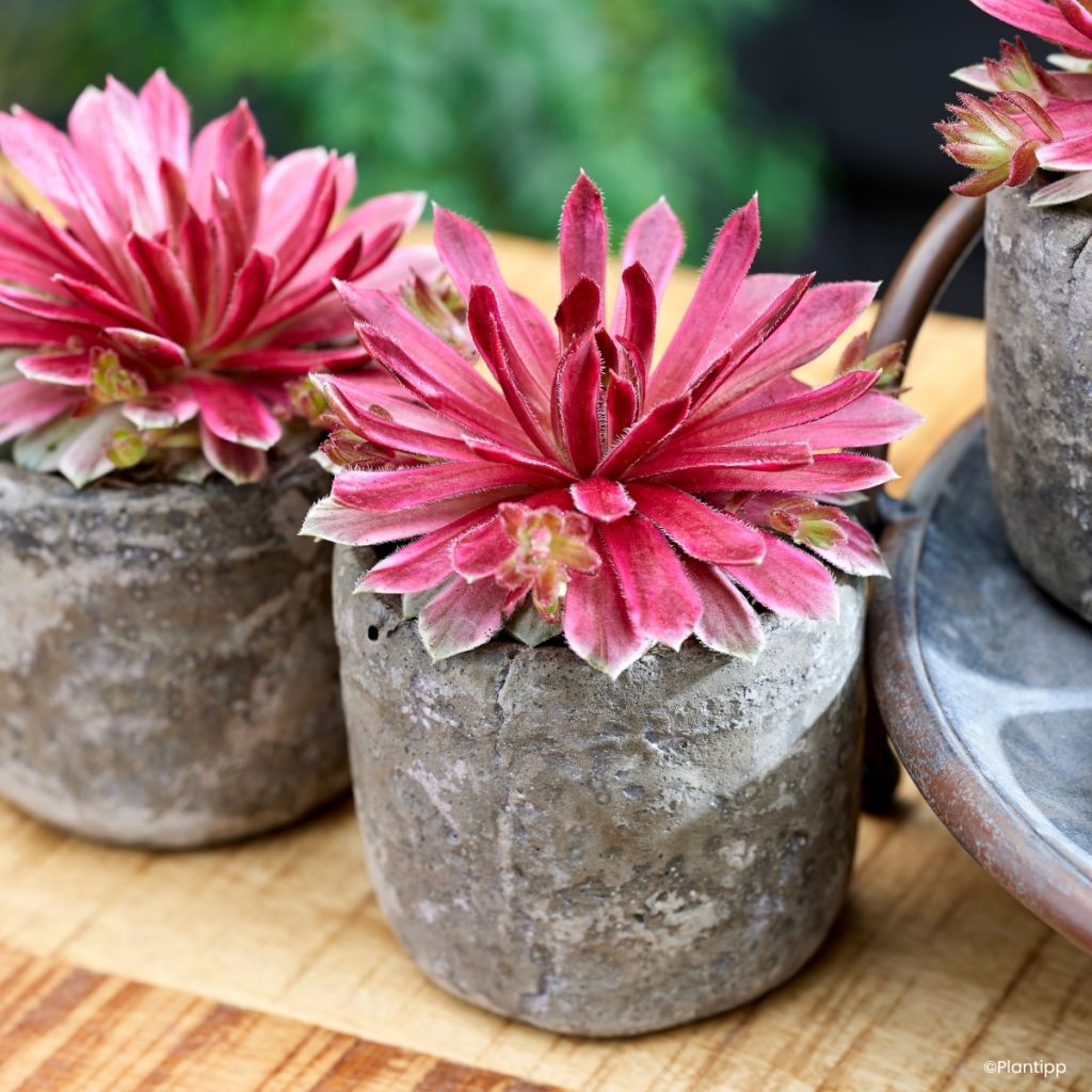 Sempervivum Chick Charms Lotus Blossom ® - Houseleek