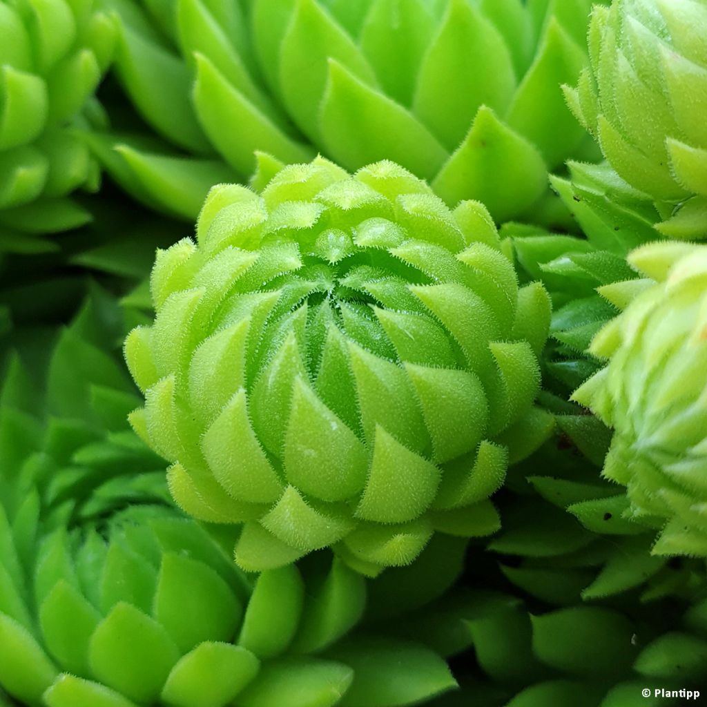 Sempervivum hybrida Chick Charms Key Lime Kiss