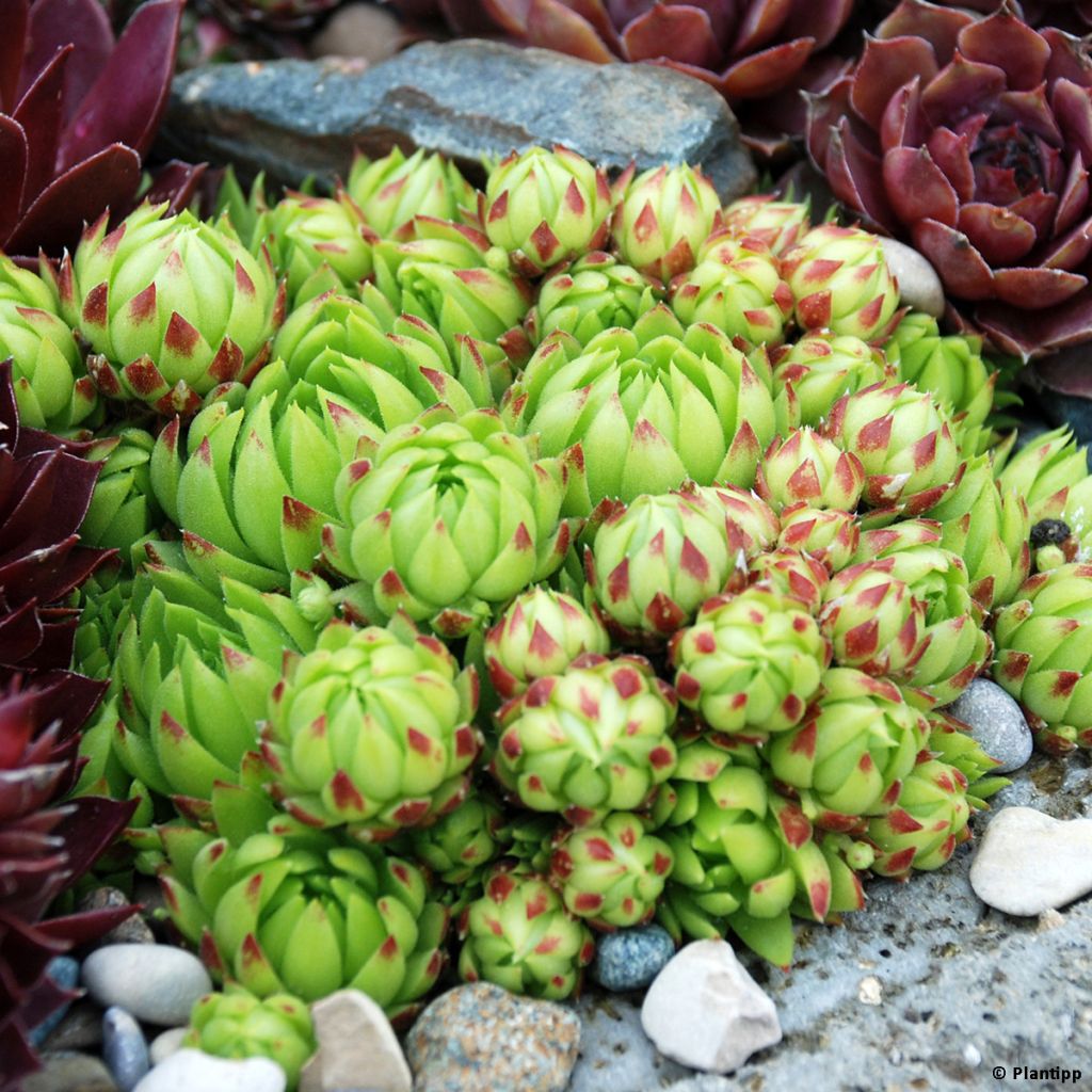Sempervivum hybrida Chick Charms Key Lime Kiss