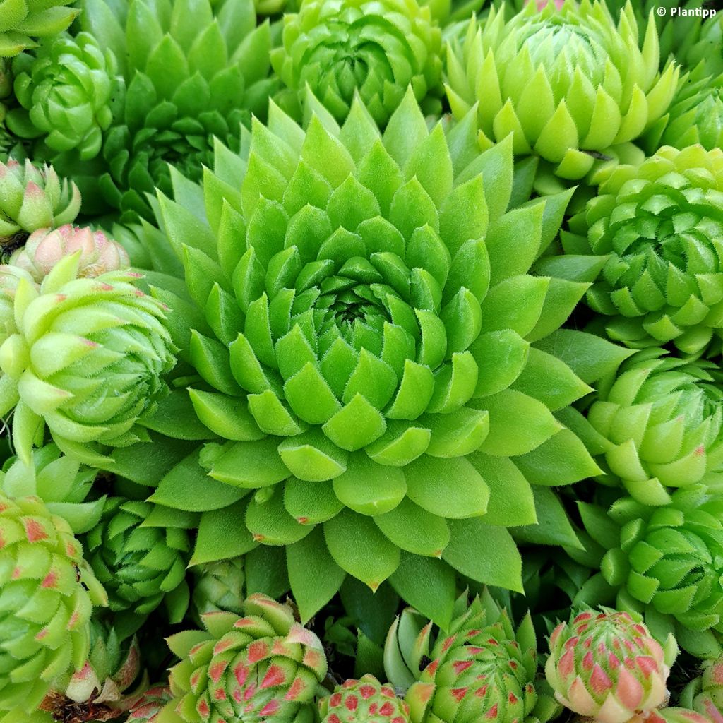 Sempervivum hybrida Chick Charms Key Lime Kiss