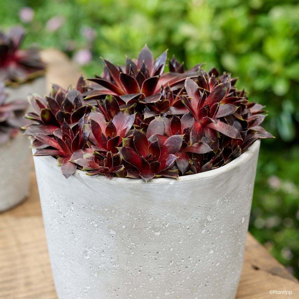 Sempervivum Coconut Crystal® - Houseleek