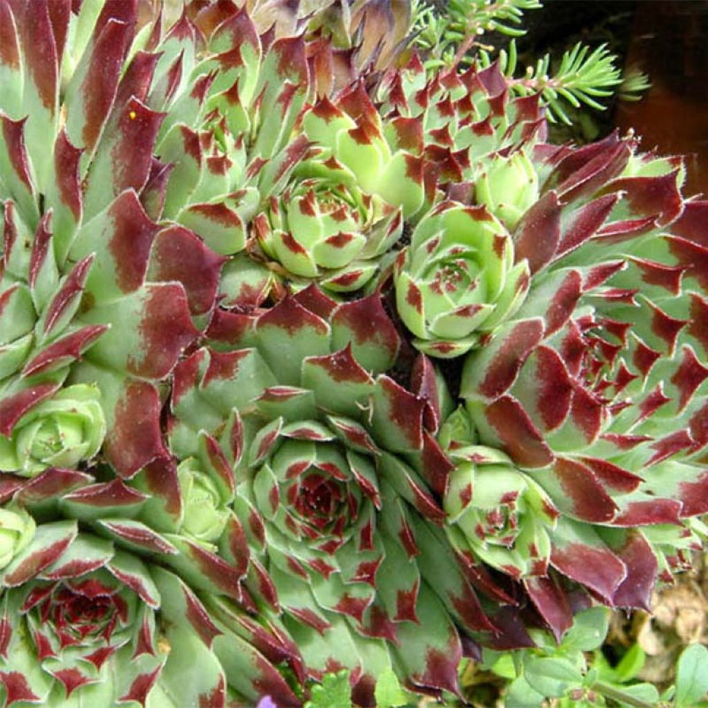 Sempervivum calcareum