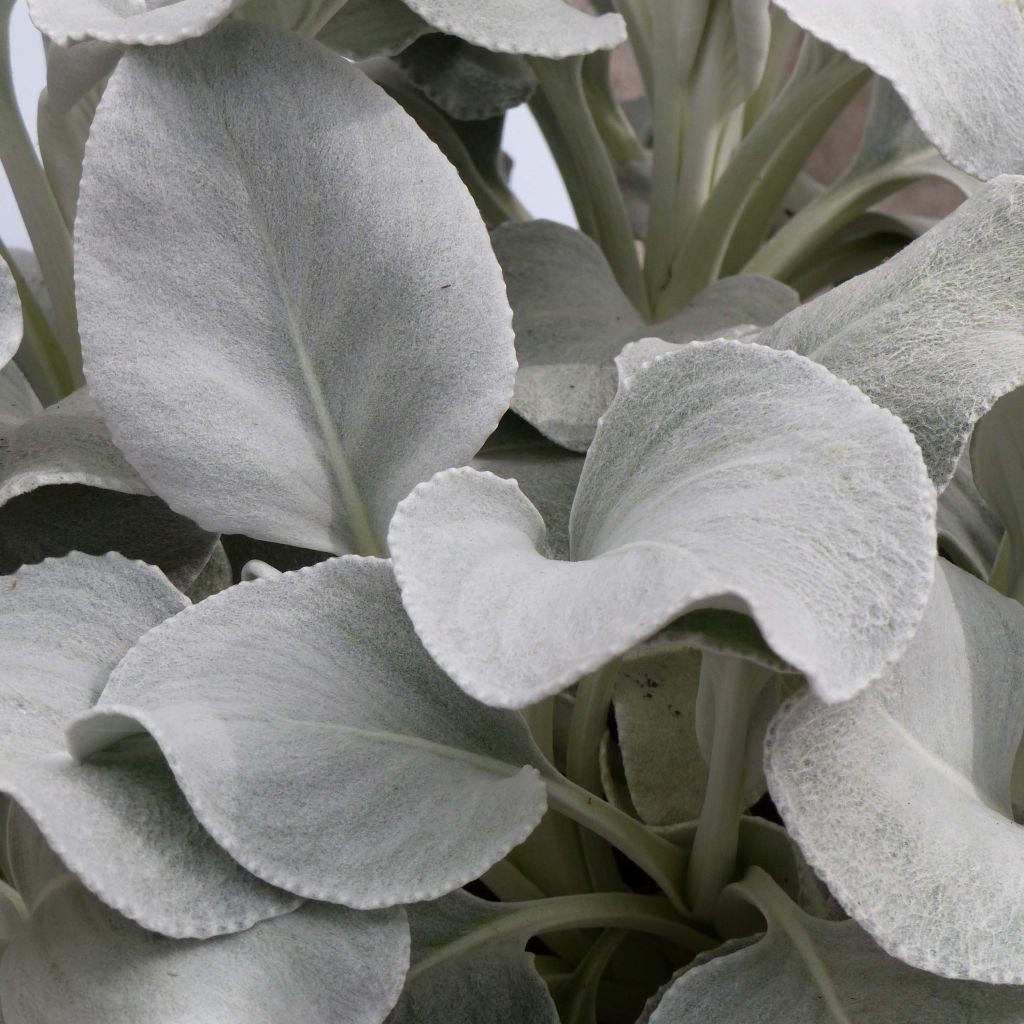Senecio candidans Angel Wings