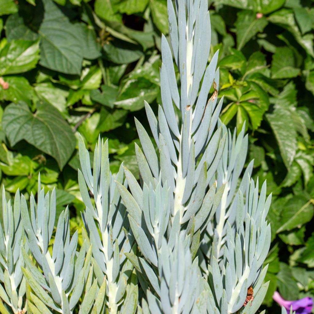 Senecio ficoides - Curio ficoides