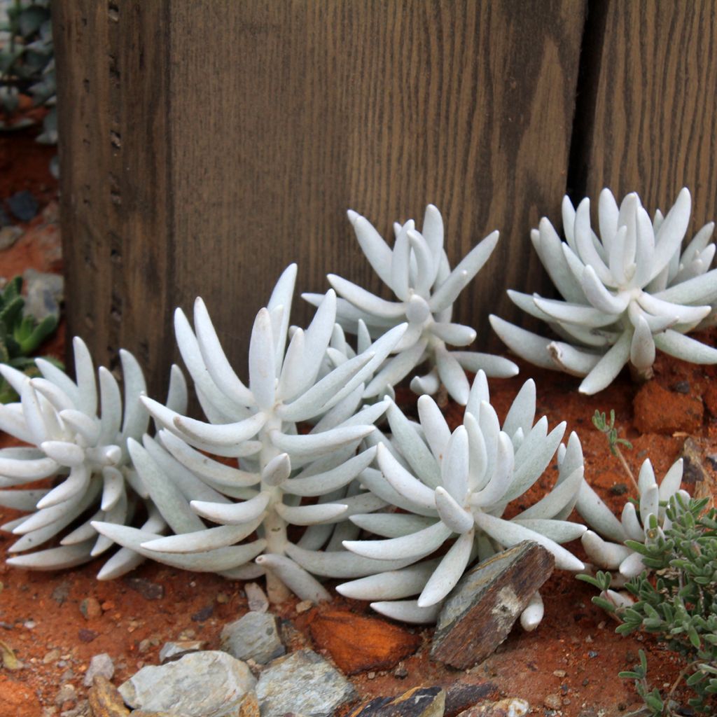 Senecio hawortii - Cocoon plant