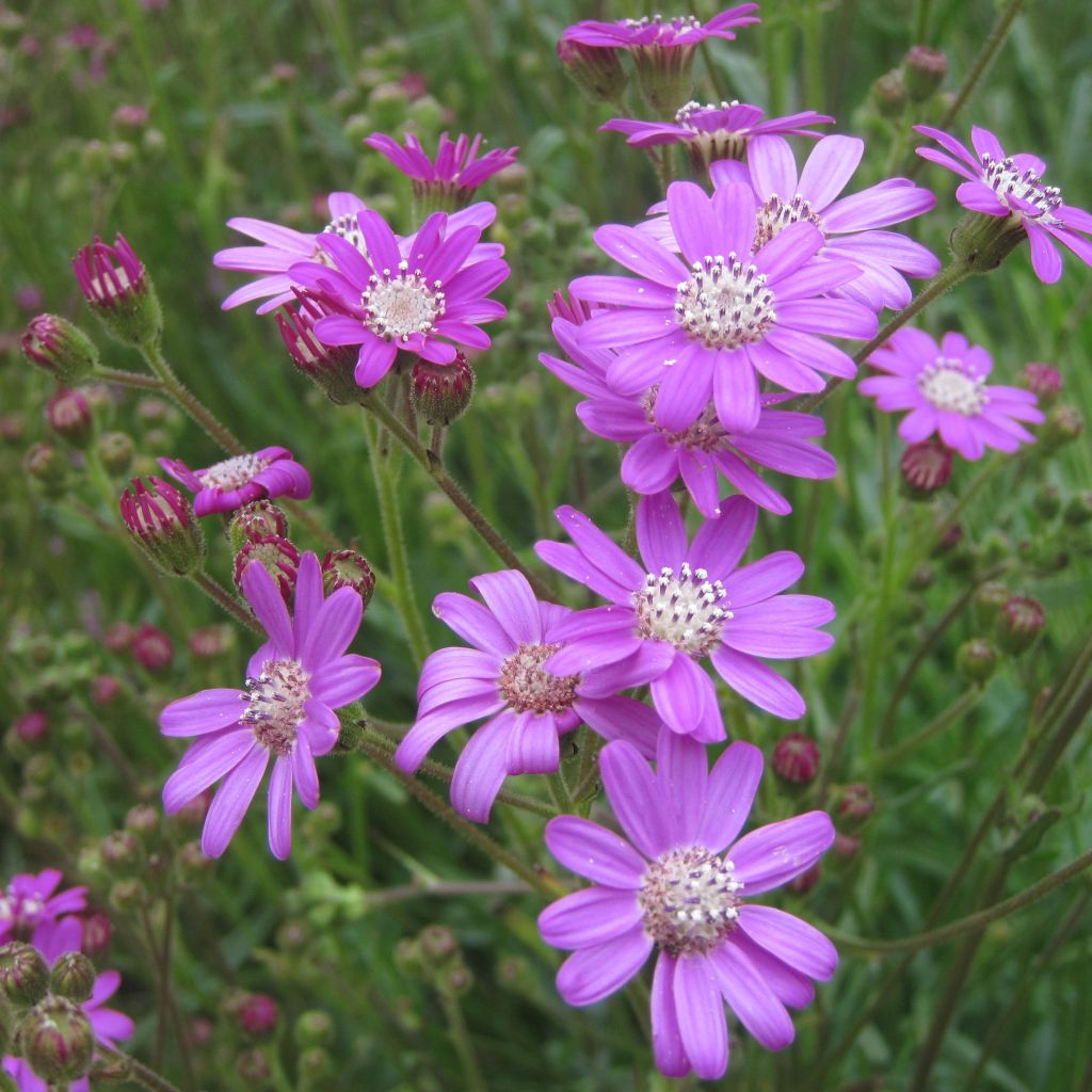 Senecio polyodon