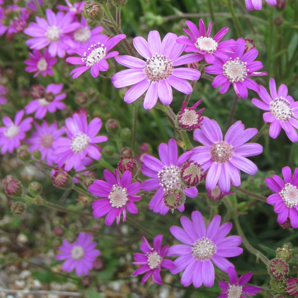 Senecio polyodon