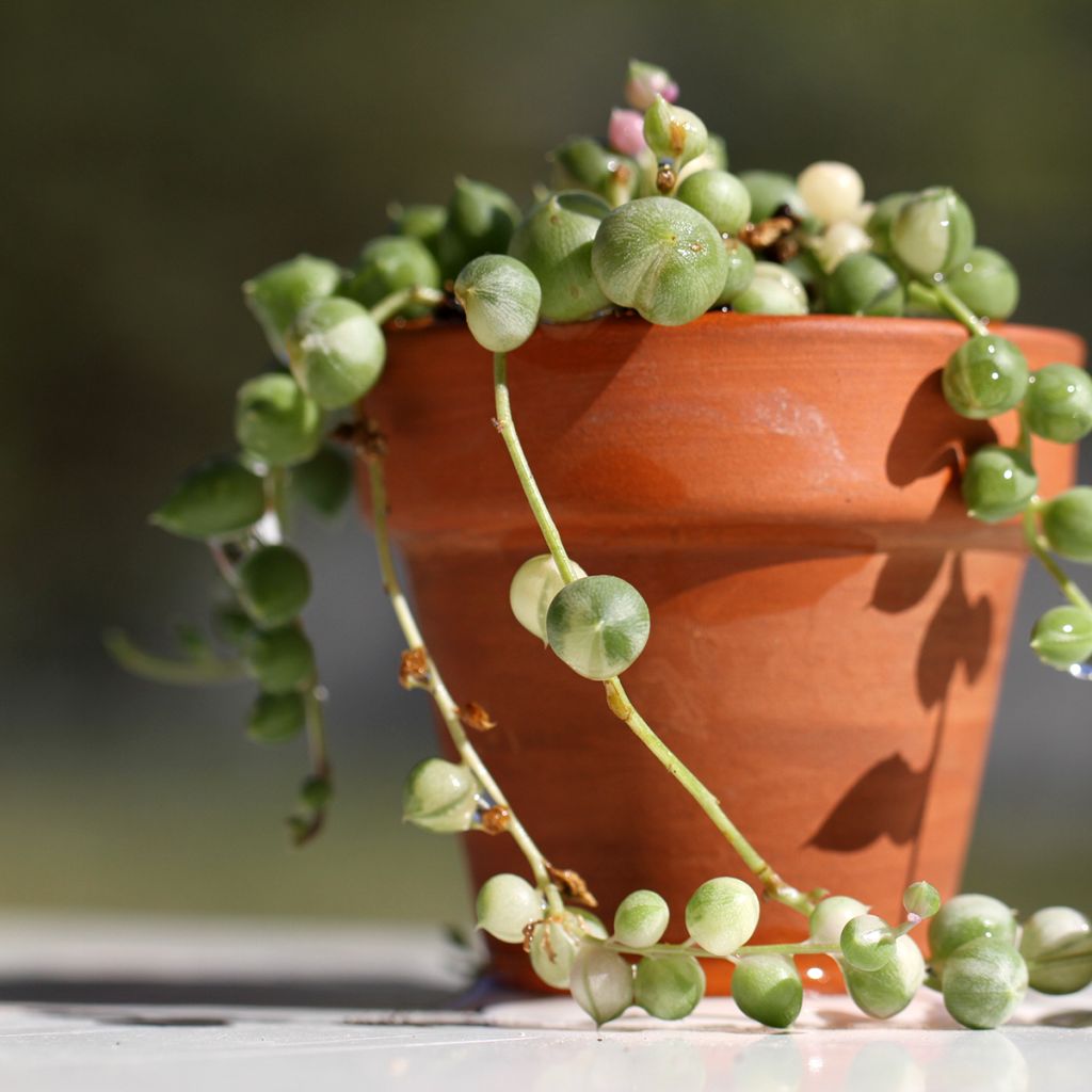 Senecio rowleyanus 'Variegata' - String of pearls