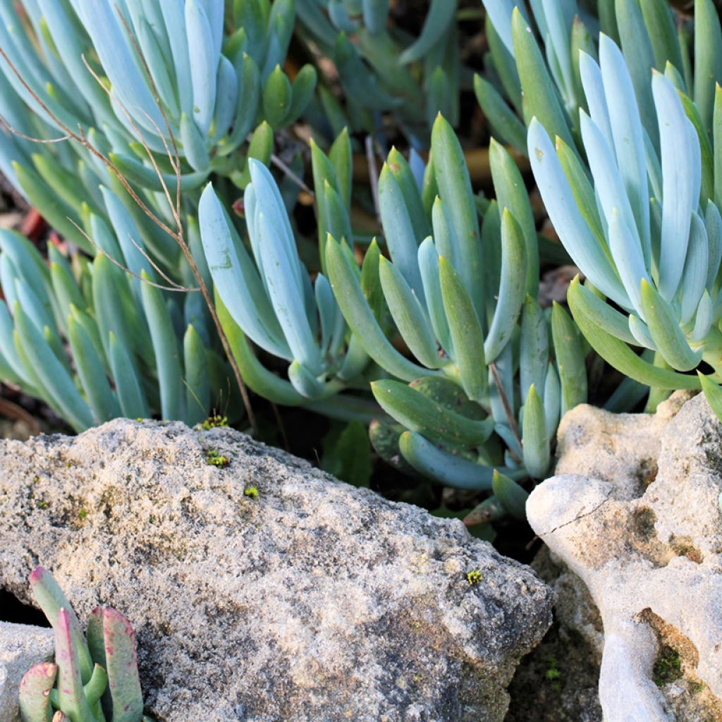 Senecio serpens Dwarf Blue - Blue chalksticks