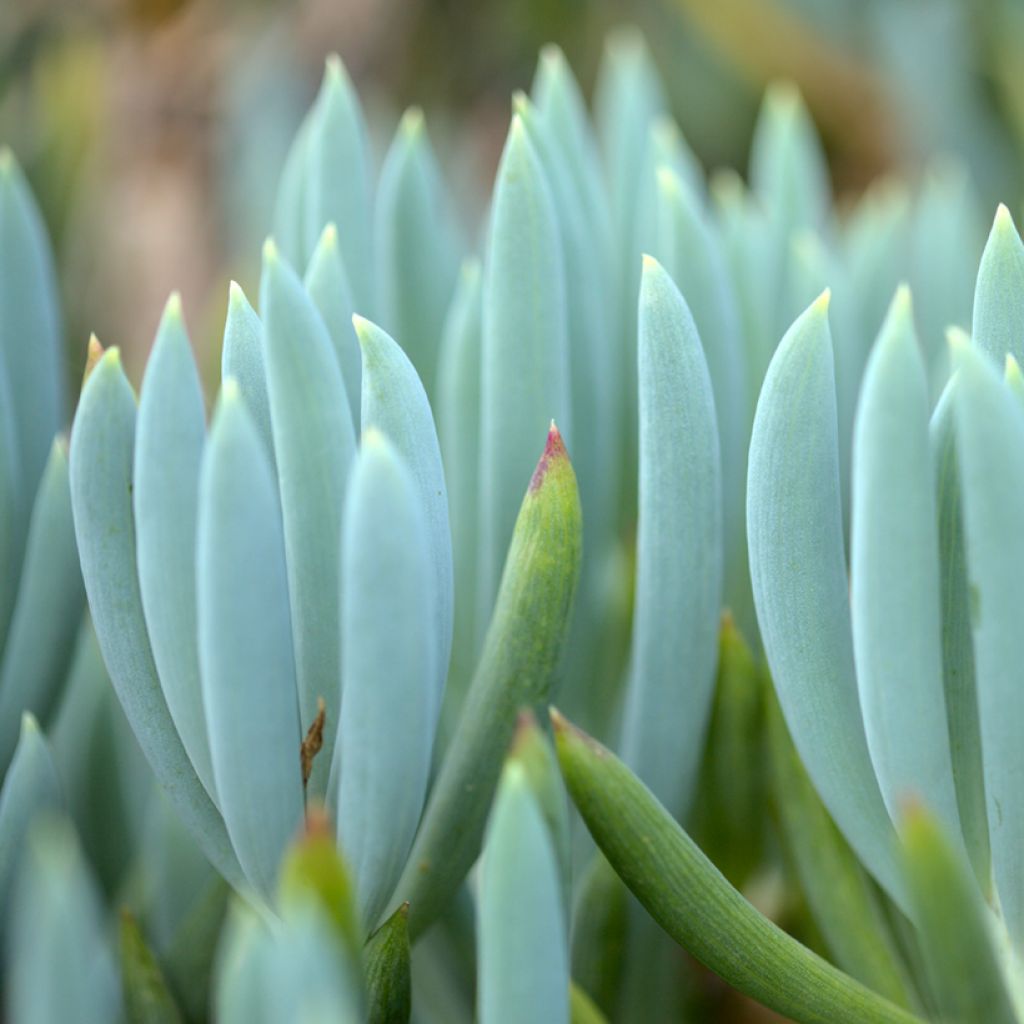 Senecio serpens Dwarf Blue - Blue chalksticks