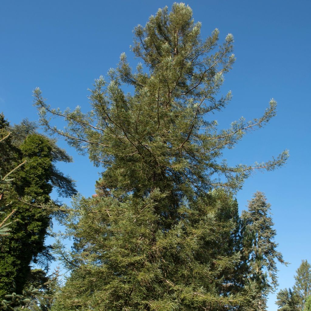 Sequoia sempervirens Adpressa
