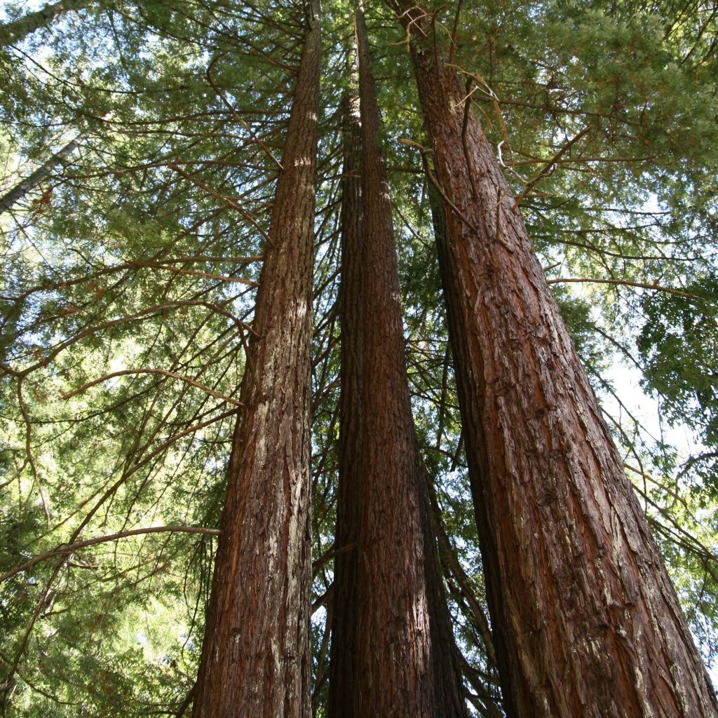 Sequoia sempervirens - Yew-leaved sequoia
