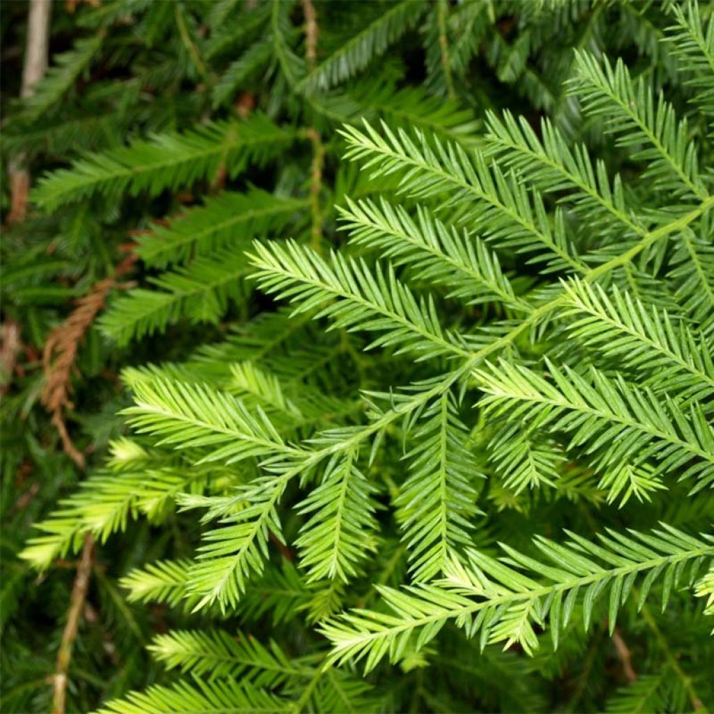 Sequoia sempervirens - Yew-leaved sequoia