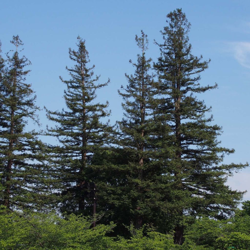 Sequoia sempervirens - Yew-leaved sequoia