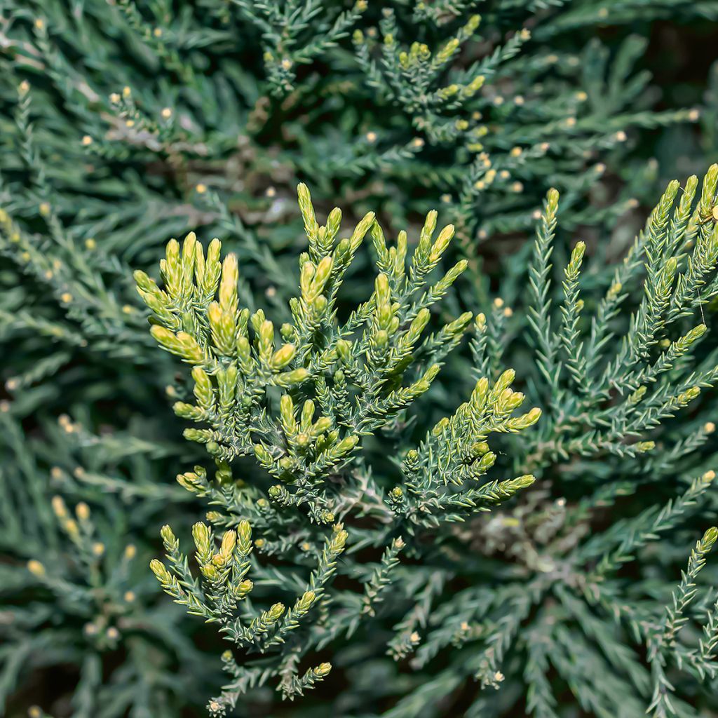 Sequoiadendron giganteum Vida Magical Mystery - Giant redwood