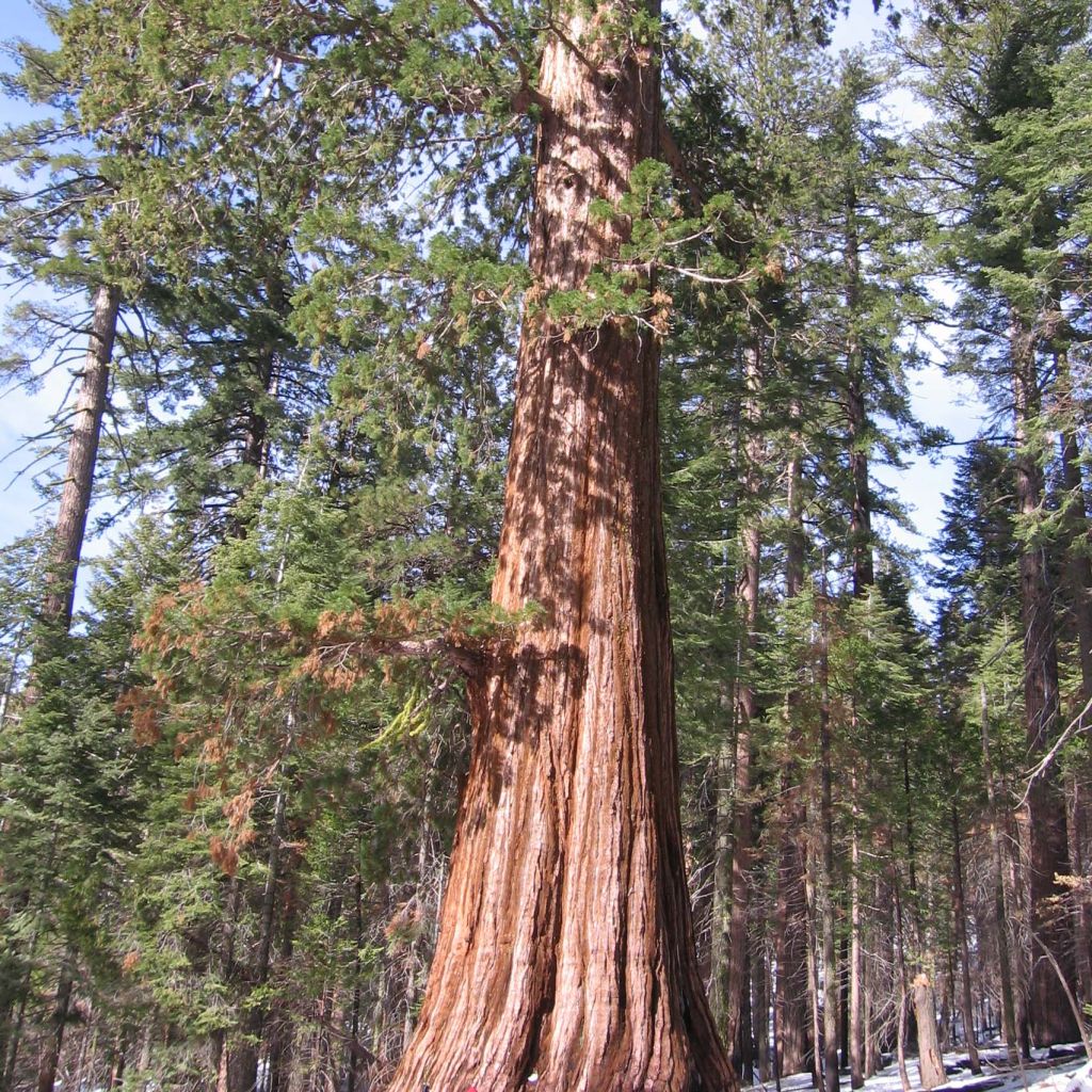 Sequoiadendron giganteum