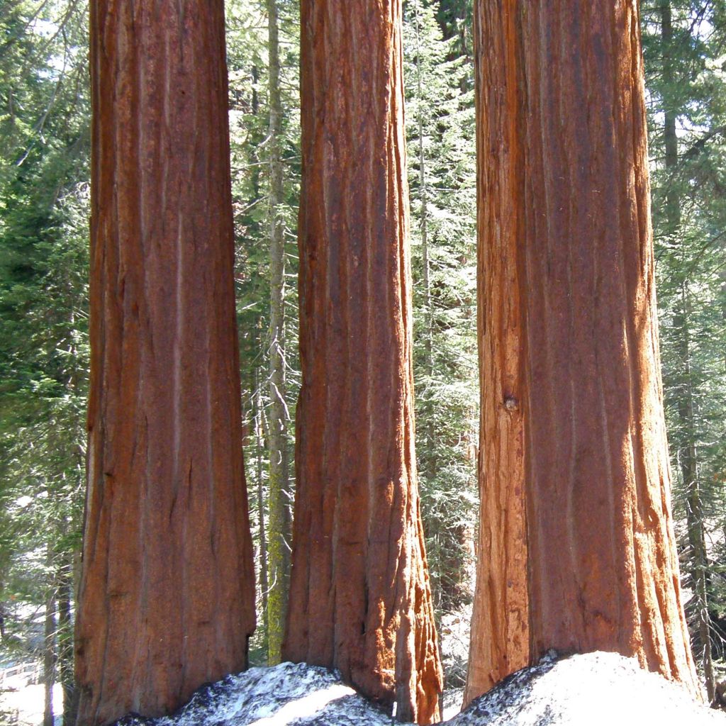 Sequoiadendron giganteum