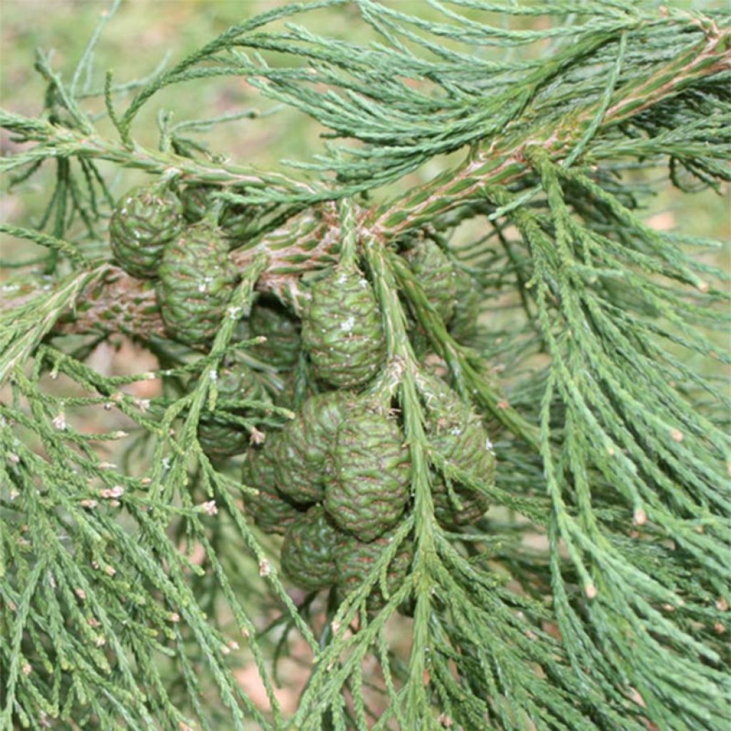 Sequoiadendron giganteum