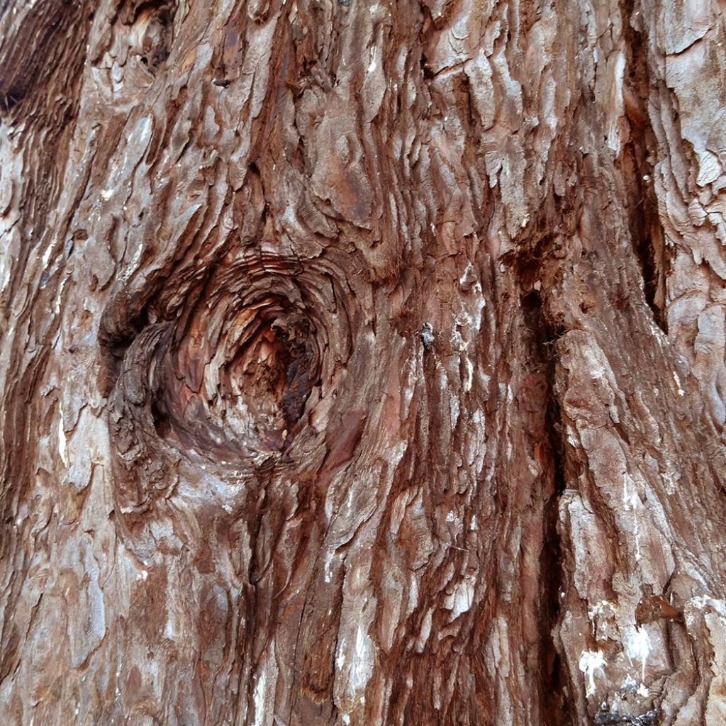 Sequoiadendron giganteum 'Pendulum'