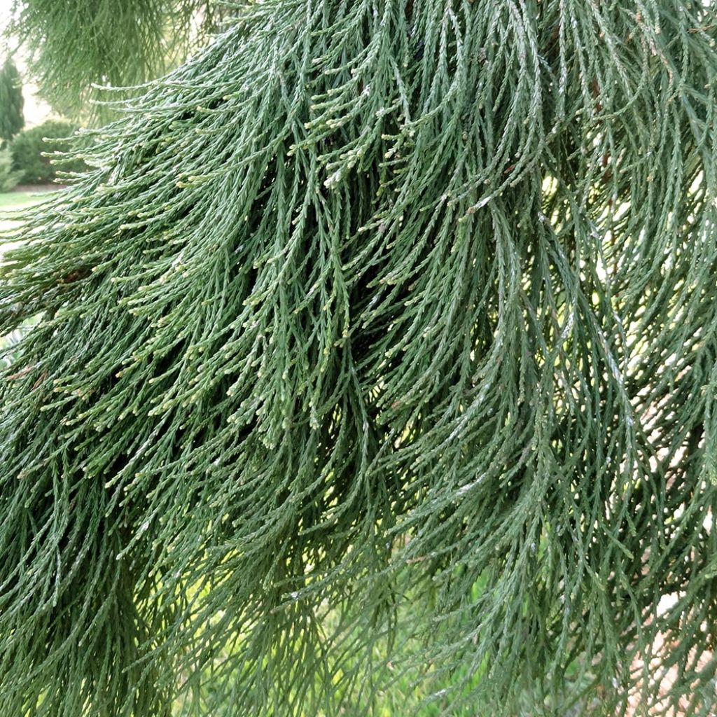 Sequoiadendron giganteum 'Pendulum'