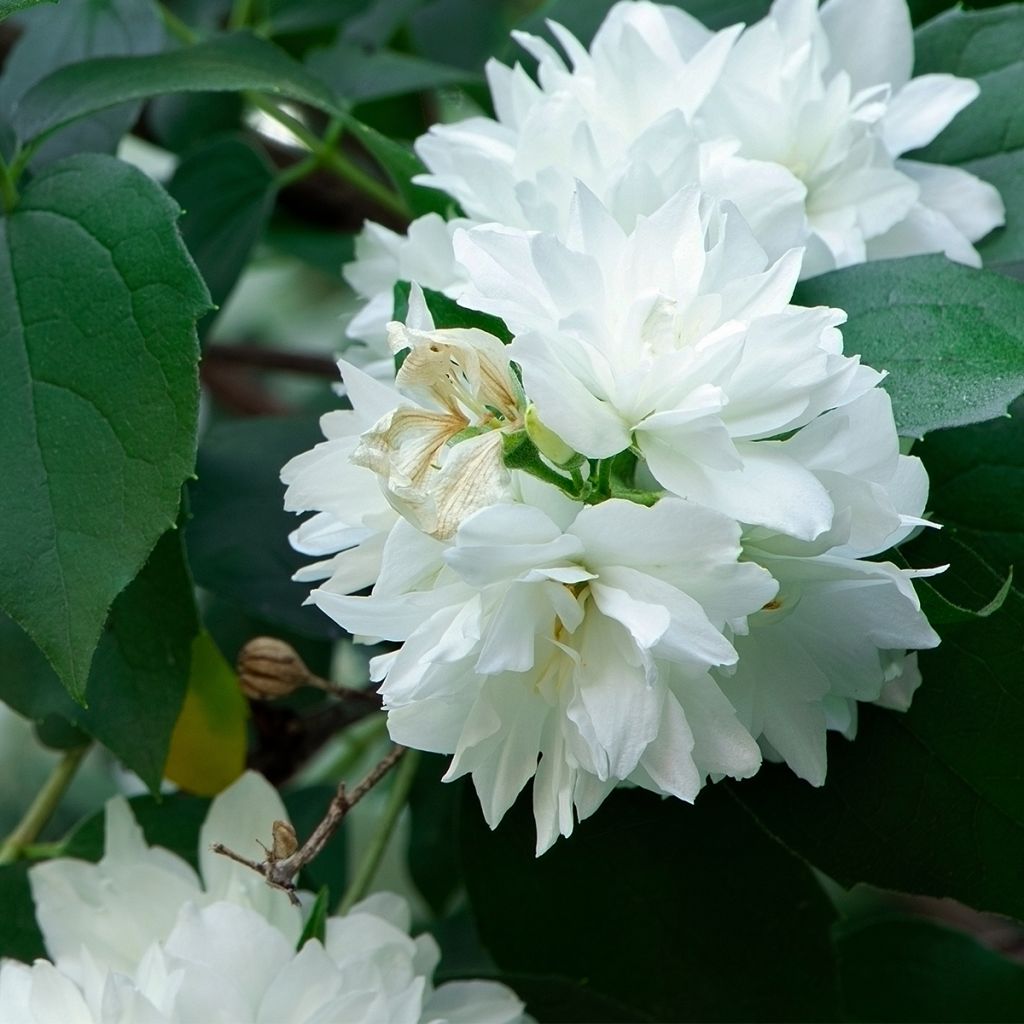 Philadelphus (x) virginalis Minnesota Snowflake