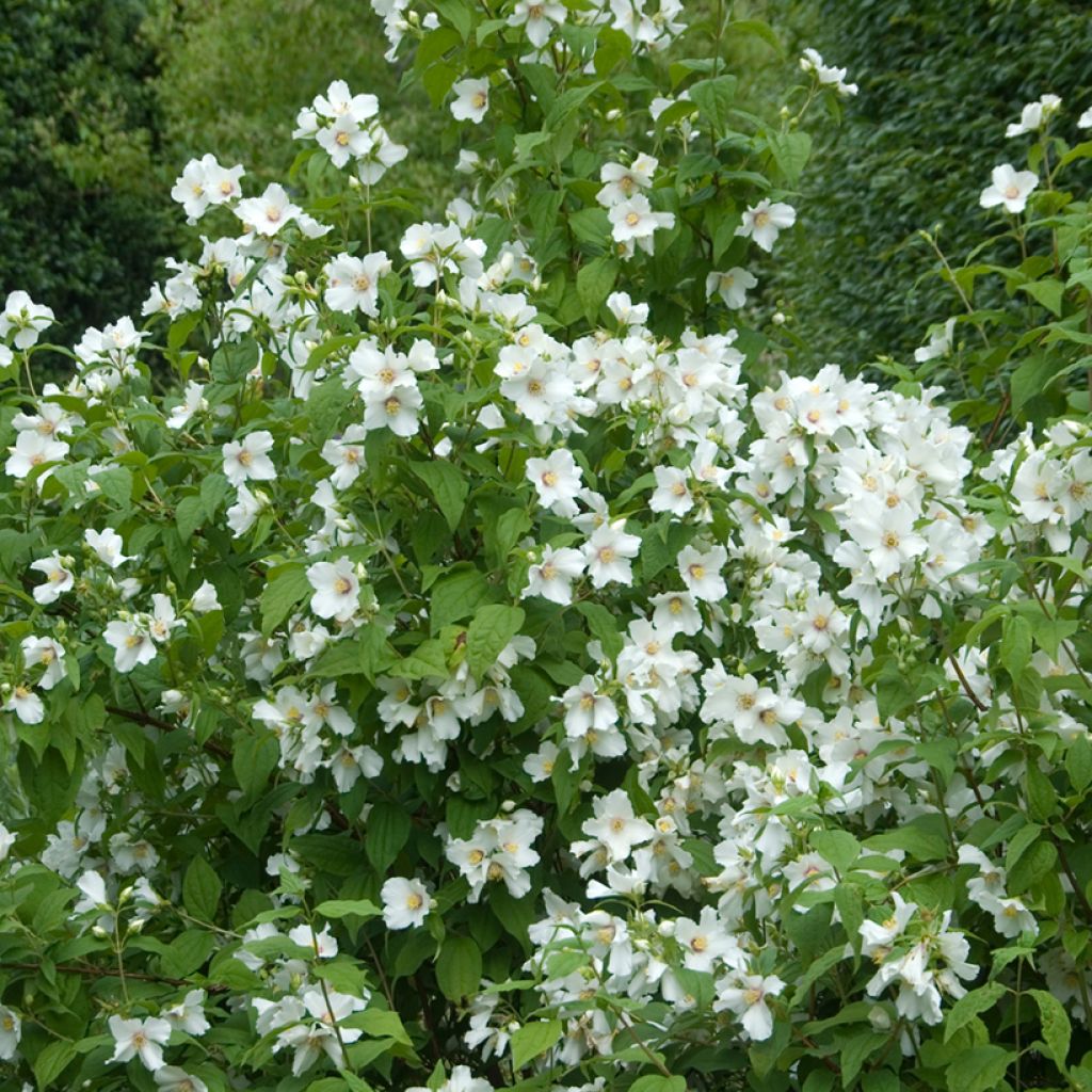 Philadelphus Beauclerk