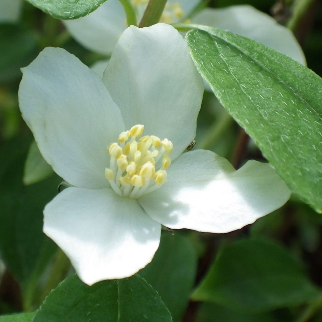 Philadelphus lemoinei Silberregen - Mock Orange