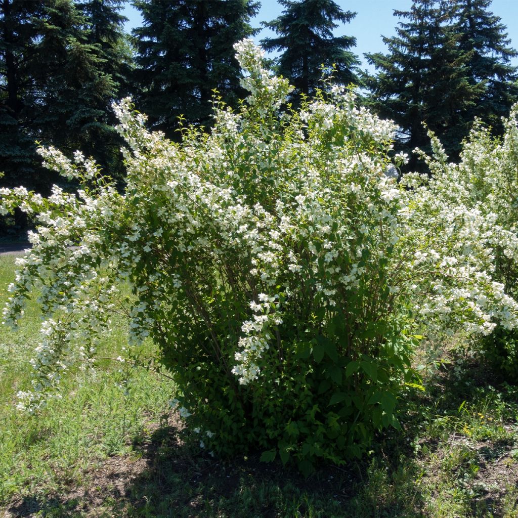 Philadelphus lemoinei Silberregen - Mock Orange