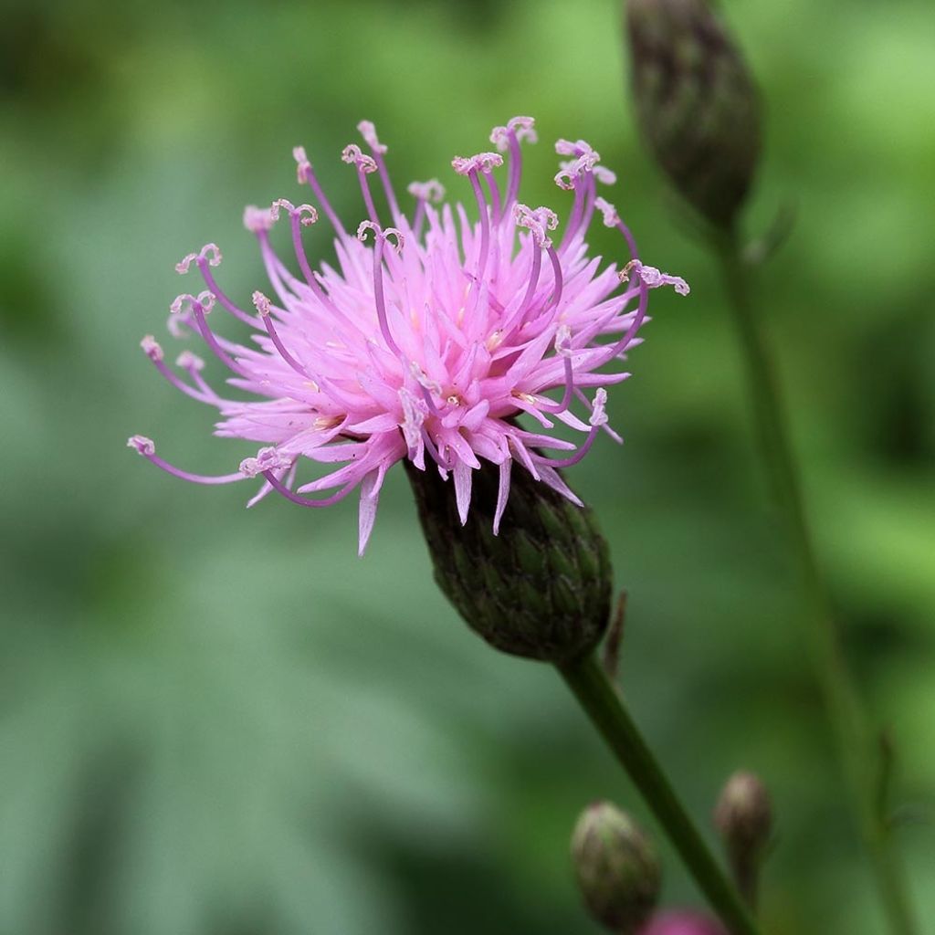 Serratula seoanei