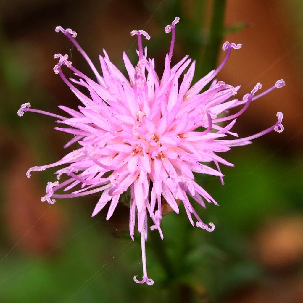 Serratula seoanei