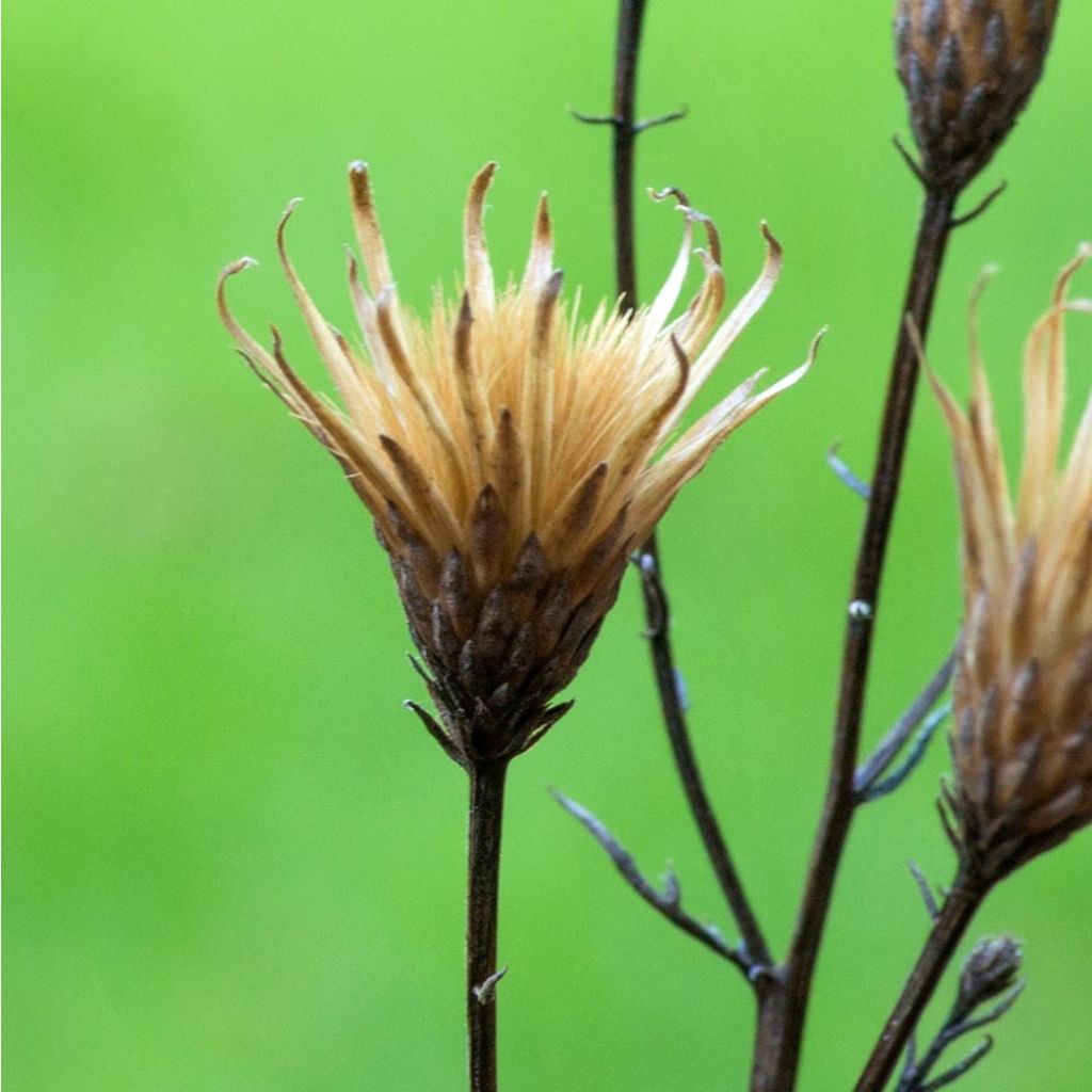 Serratula seoanei