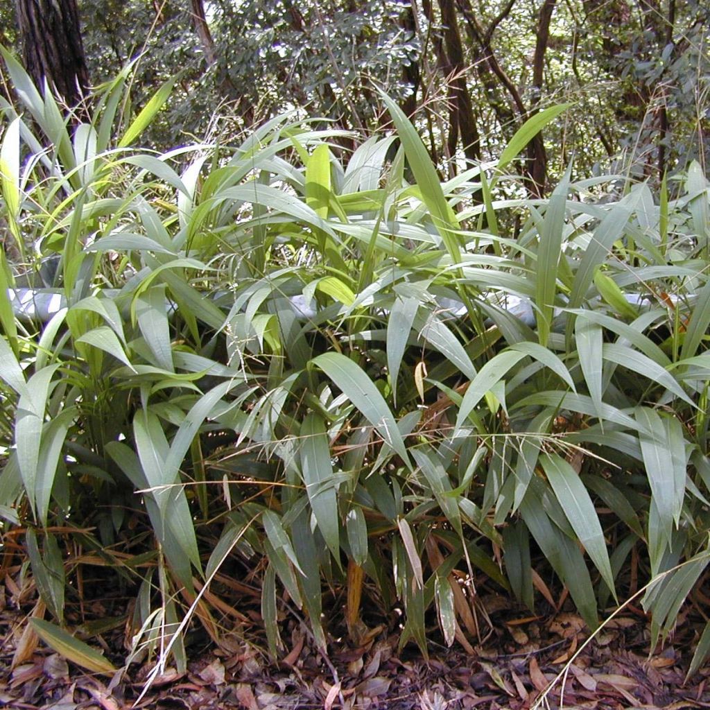 Setaria palmifolia