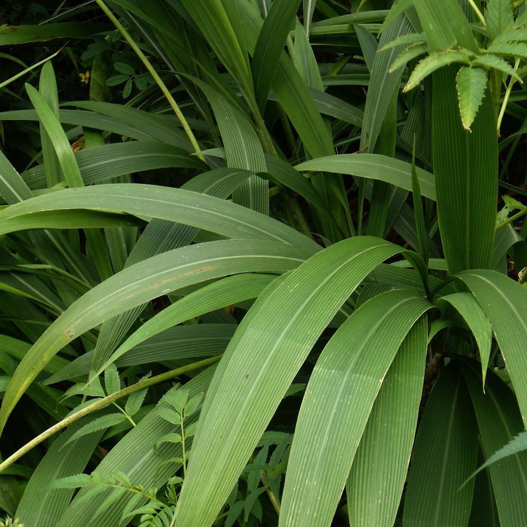 Setaria palmifolia