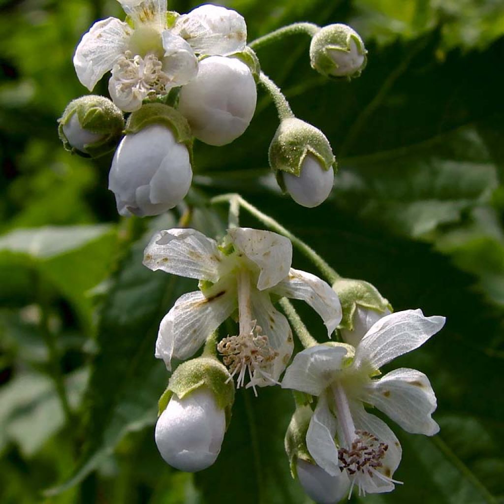 Sida hermaphrodita