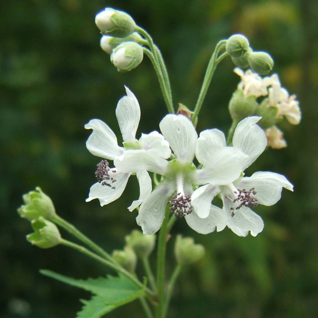 Sida hermaphrodita
