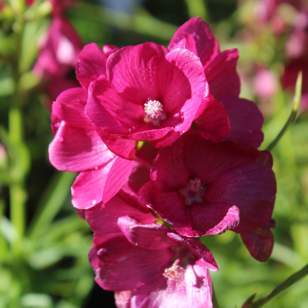 Sidalcea oregana Brilliant