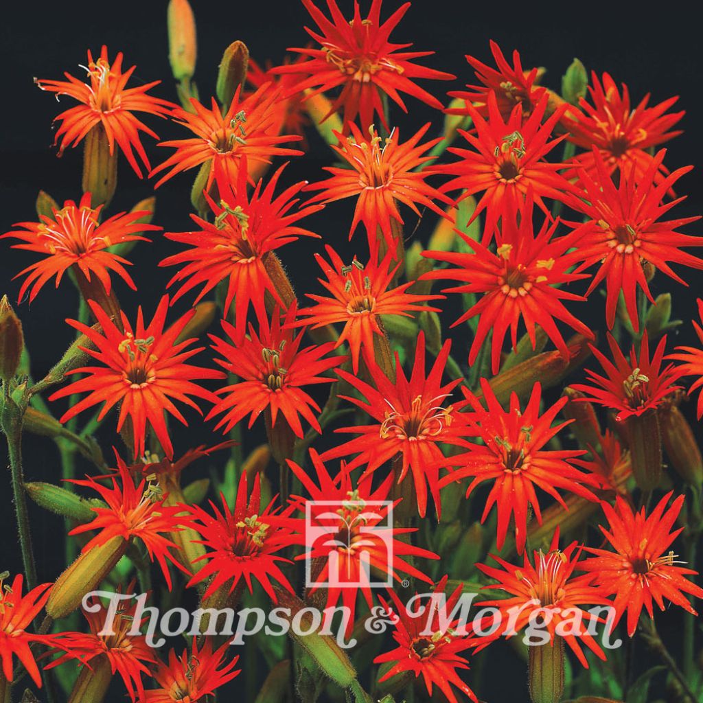 Silene laciniata - Mexican Catchfly Jack Flash Seeds
