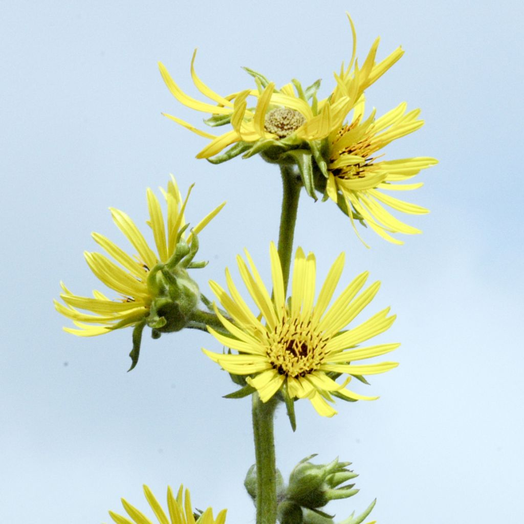Silphium laciniatum