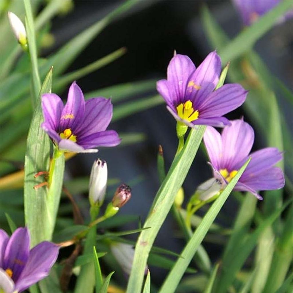 Sisyrinchium angustifolium Lucerne