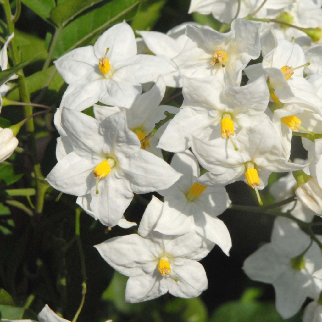 Solanum jasminoides Album