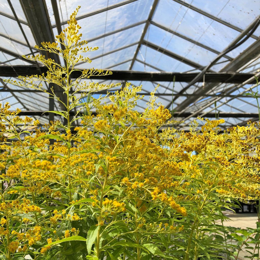 Solidago Goldenmosa
