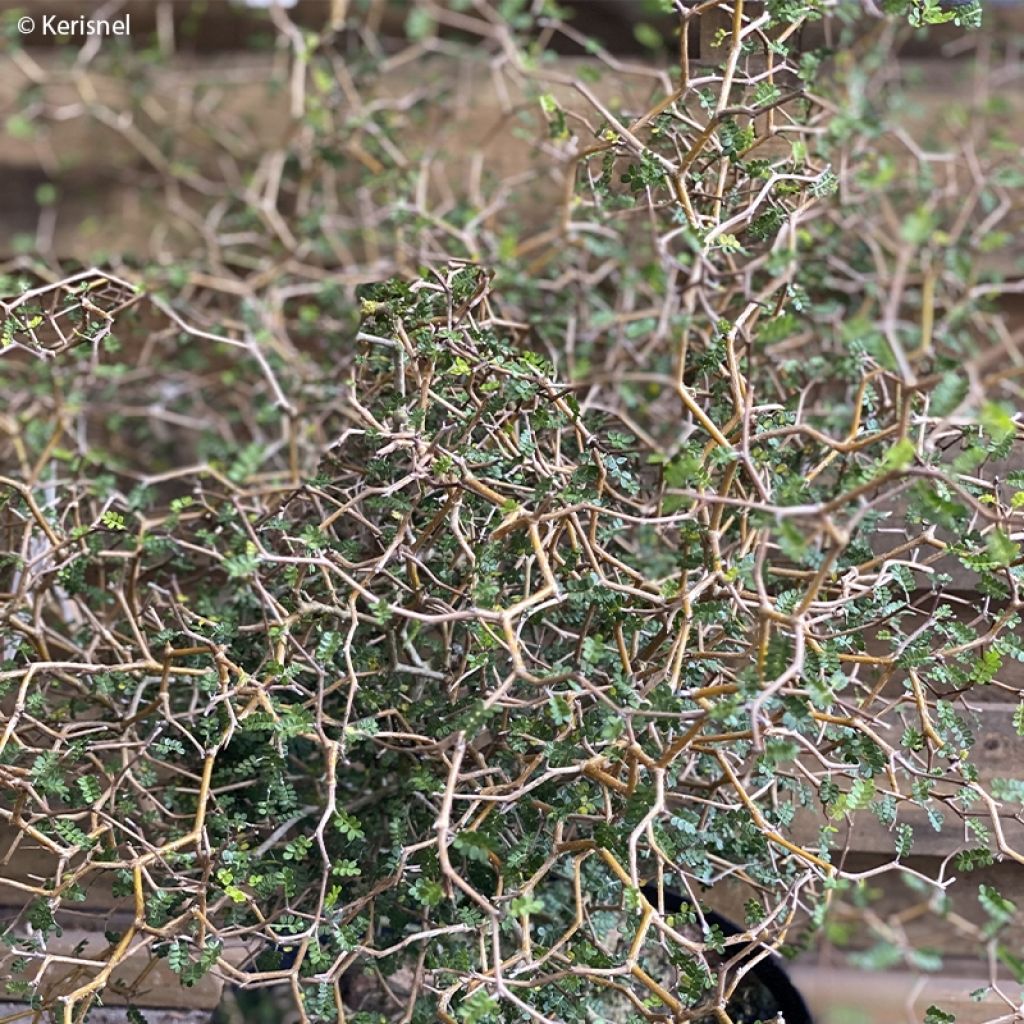 Sophora prostrata Little Baby
