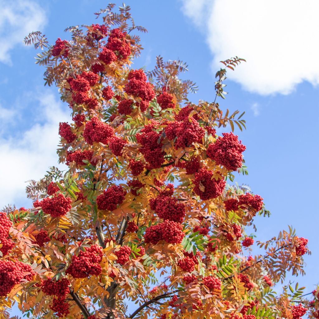 Sorbus aucuparia Sheerwater Seedling