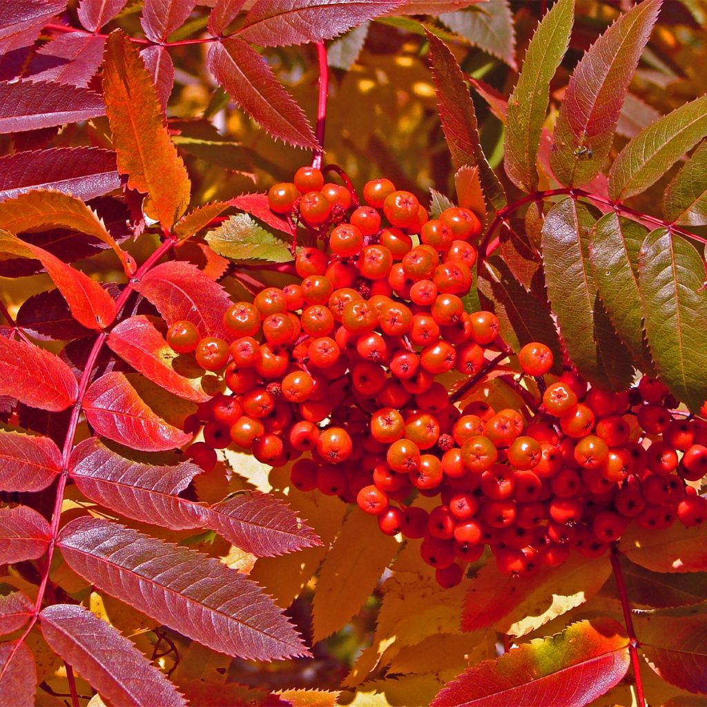Sorbus aucuparia Sheerwater Seedling
