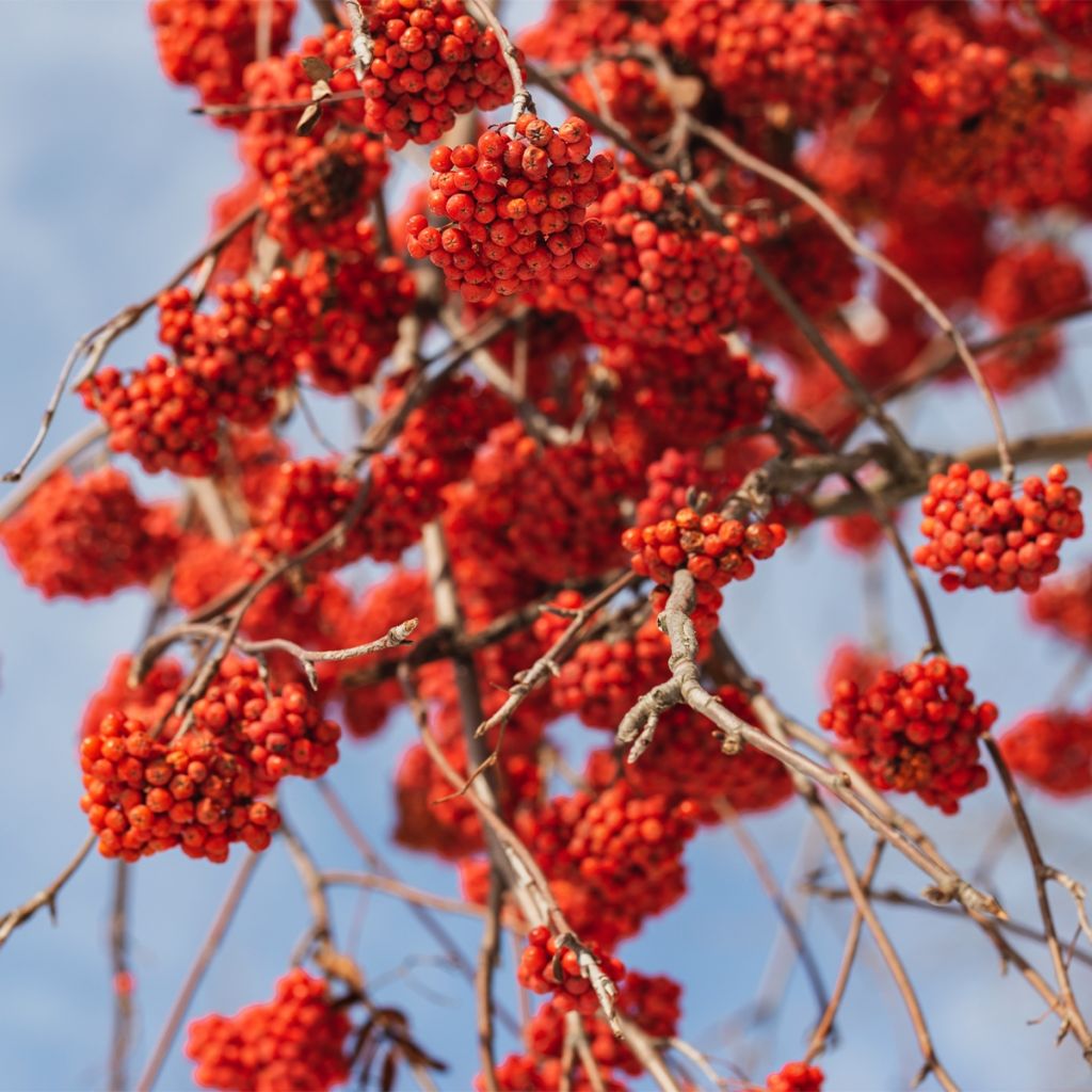 Sorbus aucuparia Sheerwater Seedling