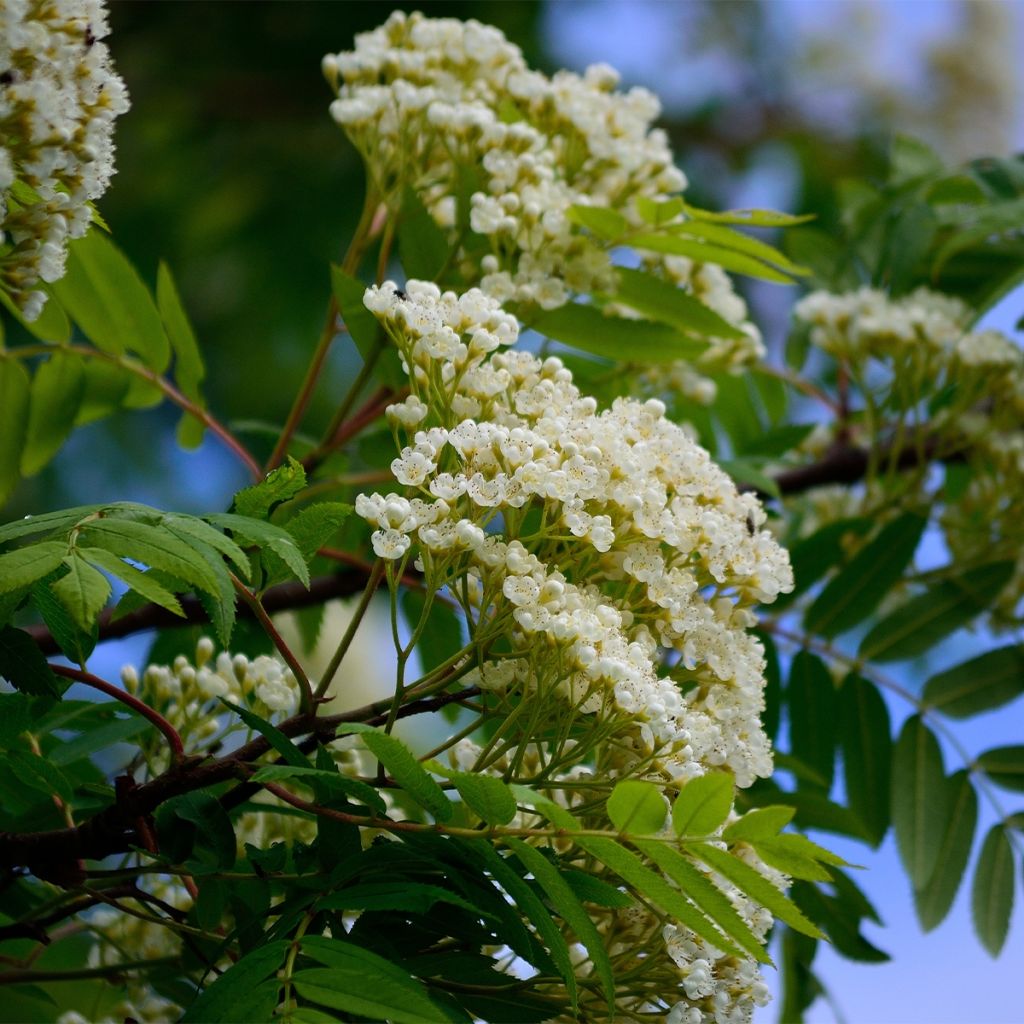 Sorbus aucuparia Sheerwater Seedling